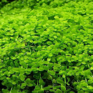 گیاه آبزی چمن مونت کارلو