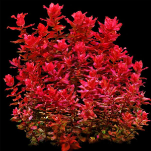 گیاه آبزی روتالا ماکراندا