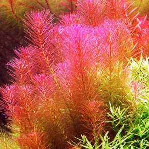 گیاه آبزی روتالا والیچی