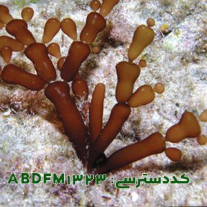 گراسیلاریا سالیکورنیا ( Gracilaria salicornia ABDFM1323 )