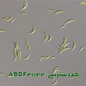 مونورافیدیوم ( Monoraphidium sp. ABDF21122)