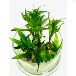 بامبو مینیاتوری