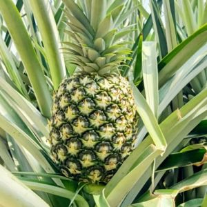 نهال آناناس (MD2)