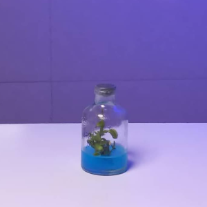 گلشیشه کپسولی کوچک (50 عددی)