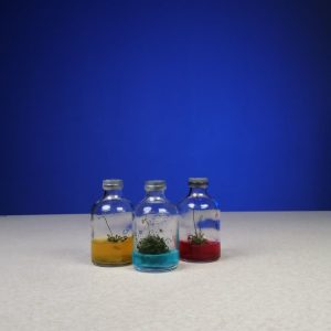 گلشیشه کپسولی کوچک (3 عددی)