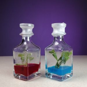 گلشیشه عطری (2 عددی)