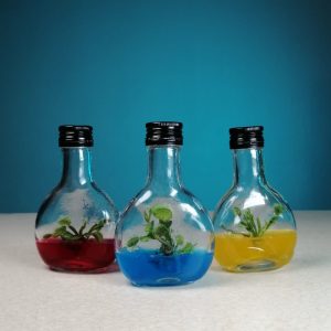 گلشیشه دانشمندی (3 عددی)