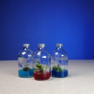 گلشیشه کپسولی بزرگ (3 عددی)