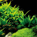 گیاه آبزی هیگروفیلا کوریمبوسا استریکتا (برگ سیبی)