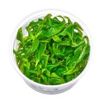 گیاه آبزی هیگروفیلا کوریمبوسا استریکتا (برگ سیبی) - Image 2