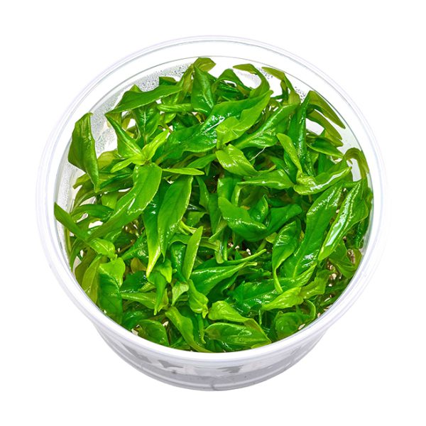 گیاه آبزی هیگروفیلا کوریمبوسا استریکتا (برگ سیبی) - Image 2