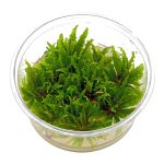 گیاه آبزی پوگستمون هلفری - Image 2