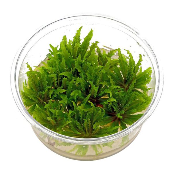 گیاه آبزی پوگستمون هلفری - Image 2