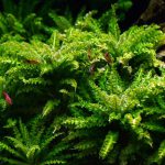 گیاه آبزی پوگستمون هلفری