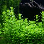 گیاه آبزی آمانیا (روتالا) بن سای