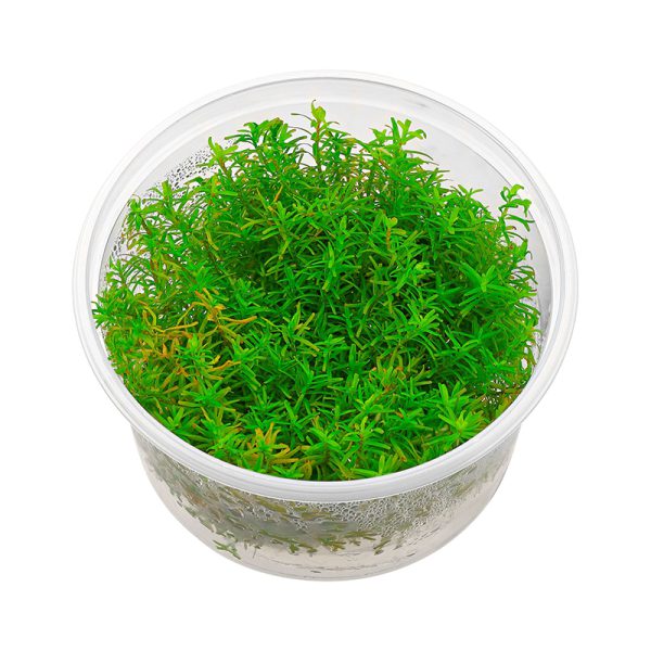 گیاه آبزی روتالا ایندیکا - Image 3