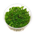 گیاه آبزی هیدروکوتایل تریپارتیا - Image 2