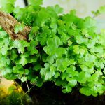 گیاه آبزی هیدروکوتایل تریپارتیا