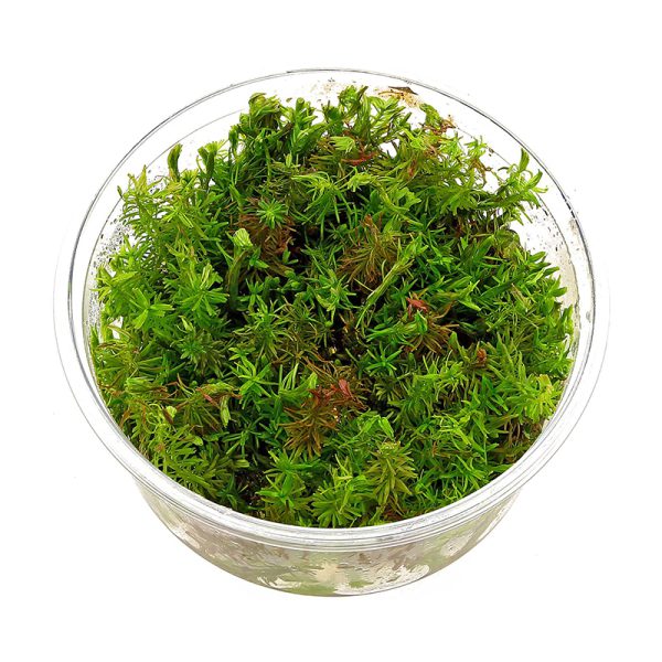 گیاه آبزی روتالا والیچی - Image 2