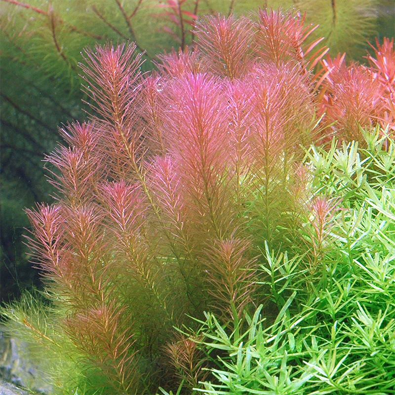 rotala-wallichii گیاه آبزی روتالا والیچی - Image 1