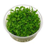 گیاه آبزی استروژن ریپنس - Image 2