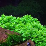 گیاه آبزی استروژن ریپنس - Image 3