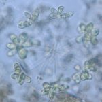 اکتیدسمیوم هوکری (Actidesmium hookeri)
