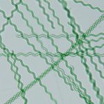 آرتروسپیرا پلاتنسیس (Arthrospira platensis) - اسپیرولینا