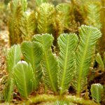 کالرپا سرتولاریودیس (Caulerpa sertularioides)