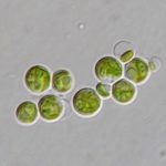 کلرلا سوروکینیانا (Chlorella sorokiniana)