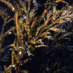 سیستوسیرا (Cystoseira sp.)