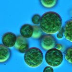 دیکتیوکلریس فراگرانس (Dictyochloris fragrans)