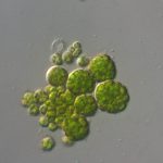 دیکتیوکلریس (Dictyochloris sp.)