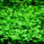 گیاه آبزی چمن گلوسو (Glossostigma elatinoides)