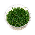 گیاه آبزی چمن گلوسو (Glossostigma elatinoides) - Image 2