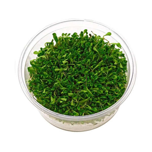 گیاه آبزی چمن گلوسو (Glossostigma elatinoides) - Image 2