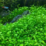 گیاه آبزی چمن گلوسو (Glossostigma elatinoides) - Image 3