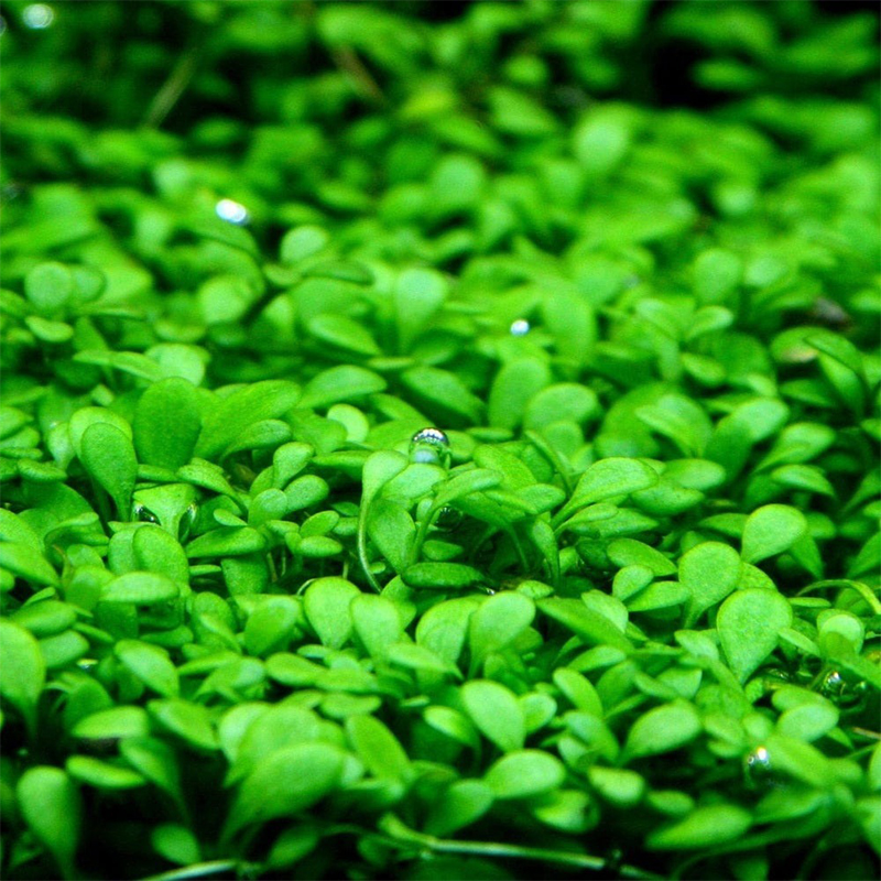 Glossostigma elatinoides گیاه آبزی چمن گلوسو (Glossostigma elatinoides) - Image 1