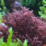 گراسیلاریا کورتیکاتا (Gracilaria corticata)