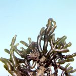 گراسیلاریا سالیکورنیا (Gracilaria salicornia)