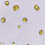 ایزوکرایسیس گالبانا (Isochrysis galbana)