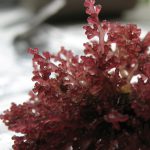 لورنسیا (Lurencia sp.)