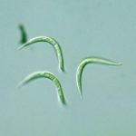 مونورافیدیوم (Monoraphidium sp.)