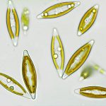 نویکولا (Navicula sp.)