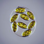 اووسیستیس سولیتاریا (Oocystis solitaria)