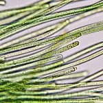 فورمیدیوم (Phormidium sp.)