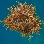 سارگاسوم آنگوستیفولیوم (Sargassum angustifolium)