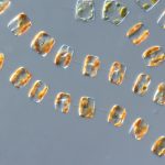 تالوسیوسرا (Thalassiosira sp.)