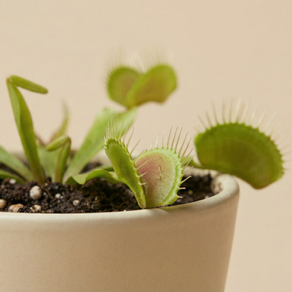 گیاه گوشت‌خوار ونوس B52 - گلدان - Image 4