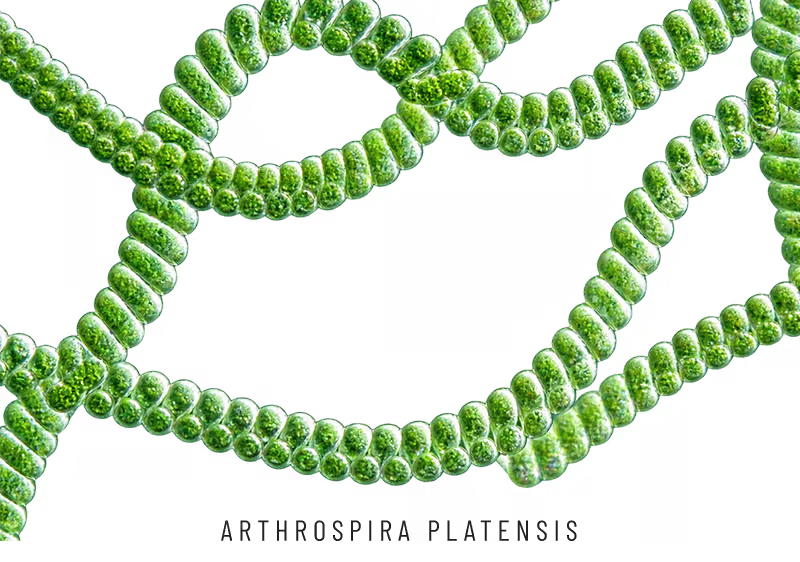 تصویر میکروسکوپی ریزجلبک Arthrospira Platensis (اسپیرولینا)